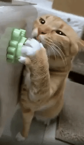 Katzenminze Spielball – Interaktives Catnip Spielzeug für Katzen zur Beschäftigung